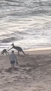 Watch as a dog squares up with a Kangaroo on an Australian beach. The man who recorded the clip said he was "having a couple beers at the tavern when we saw a dog chase a kangaroo down to the beach, where they began to play-fight.” Both the dog and the Kangaroo are unharmed. | 48 Hours