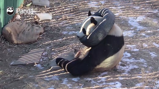 16K views · 1.3K reactions | Have you noticed my tire necklace? It is in the most sought-after style in 2019. A little bit too heavy, though! Watch full video here: https://goo.gl/bf5PFU All history episodes of Panda Billboard: https://goo.gl/y84WDY #PandaBillboard #CCRCGP | iPanda | Facebook