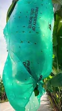 Banana plantation in the Philippines!