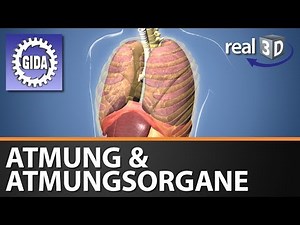 Trailer - Atmung & Atmungsorgane - Biologie - 3D Software