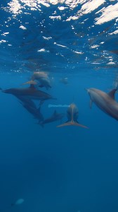 40K views · 253 reactions | Dolphins Swimming Underwater #nature #wildlife #fish #dolphins #underwater #beautiful HA14478 | HAWI Studios | Facebook