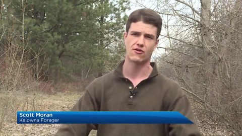 Foraging for Stinging Nettle in the Okanagan