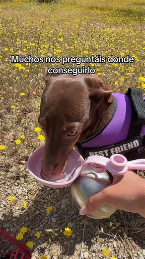 El mejor accesorio para mascotas 🐶✨