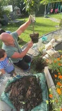 Sauerkirsche im Garten: unser Lieblingsgeschmack als eigener Baum! 🍒🌳