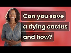 Can you save a dying cactus and how?