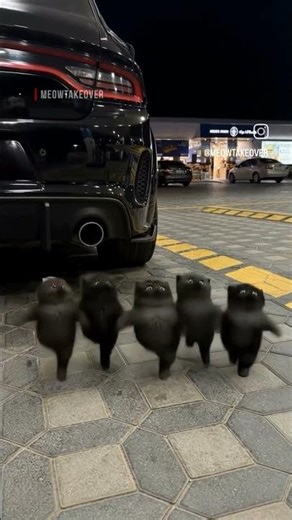 imagine you saw your cats or dogs dancing like this