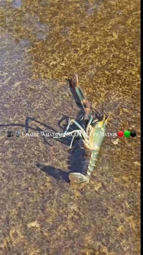 Sa ki fet fet matnik🔴🟢⚫️actu | *Alerte d’une abonnée de notre chaîne WhatsApp* Bonsoir En allant me promener ce jour route des gués Saint joseph Sur plusieurs gués j... | Instagram