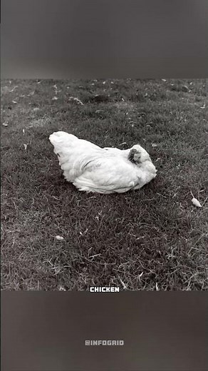 Miracle Mike: The Chicken That Lived Without a Head