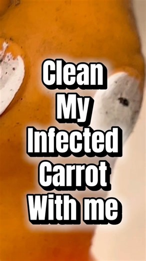 Clean my carrot with me ￼