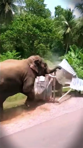 Elephant Stampede: A Top-Down View of Nature's Power