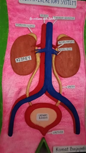 3D model of Human Excretory System🏫|| #scienceproject #biologyproject #shorts #viral #cbse #3dmodel