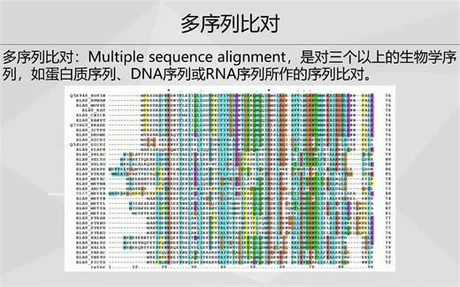 【系统发育树构建】-7maga序列比对1