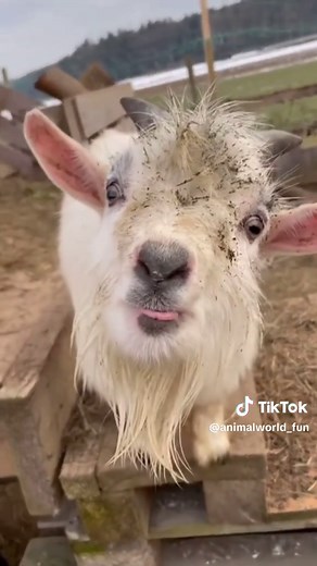 Hilarious Goat Greetings! Watch These Funny Farm Animals 🐐