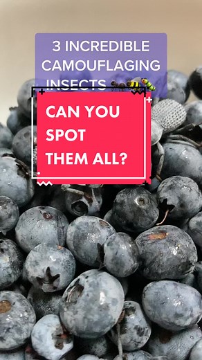 DoctorBugz on TikTok