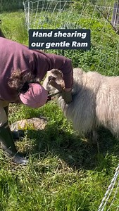 When the Icelandic wool breaks it will also starts to felt. This makes the later spring shearing unusable for spinning but great for stuffing dog beds or mulching gardens. This ram was happy to stand still while I cut off the thick wool. I’ve never had a ram be so patient! His wool is now a nice cushion for our livestock guard dog Lurra. I will shear them in fall to get the beautiful wool for hand spun yarns! If you’re interested in adding Icelandic sheep to your farm or getting new bloodlines i