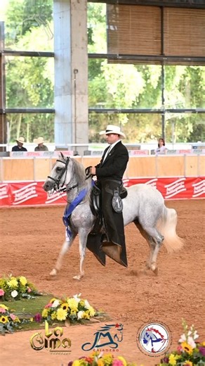1.7K views · 464 reactions | PASO FINO COLOMBIANO Categoría CABALLOS MAYORES DE 100 Exposede 2024: 1 DUENDE DE PUERTA DEL SOL (Oculto de La Serrania X Tempestad De La Serrania ) Montador: Victor Rodriguez 2 DESIERTO 3 SADAN DE SIBERIA (Eclipse X Soberbia Am Tartaro Del Encuentro FC)Montador: Juan David Taborda | PasofinoTv.com | Facebook