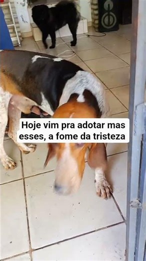 mais uma adoção com sucesso