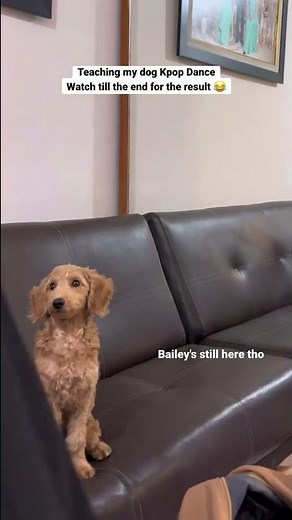 Teaching my dog KPOP DANCE | wait for the result #shorts #ive