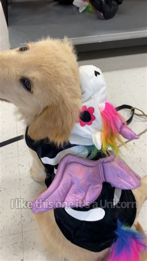 Colin's first Halloween costume try on when he was a puppy 🥺 #halloween #goldenretrievers | Sterling Newton