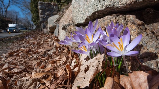 When is the March equinox? What to know about the official start of spring