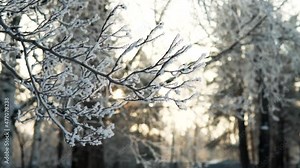 Extreme weather conditions, cold, winter season, frost day forest. Snow on frozen tree branch in a wood. Climate changes, severe north arctic nature outdoors enviroment low temperature.
