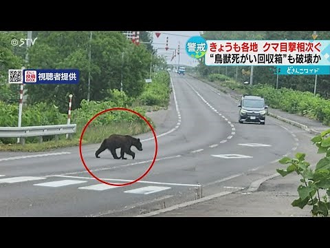 Bears spotted near Asahiyama Zoo in Hokkaido, with reports of bears crossing national highways