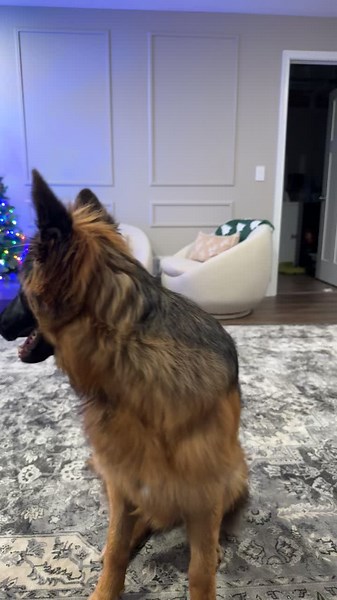 La vida con mi divertida pastora alemana