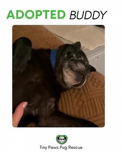 Remember this little boy deserted in Contra Costa County? He was microchipped and his owner was located in Stockton and didn’t want him back? Well this beautiful senior pug found a home. Our first of many happy tails of 2026. Buddy now Gizmo joins sibling Jellybean, and Mom Mia and Michael. They drove all the way from Arizona to pick him up. You helped make this happen! His teeth were worn from eating whatever he could find and his medical bills were high. You donated to help this little boy. Th