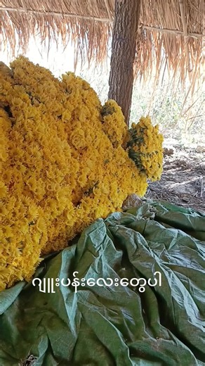 original sound - 🖤မယ်အိ💔 ပါဝင်သည့် win naung (@win.naung097) ၏ ဗီဒီယိုများ