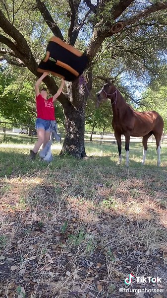 When you buy a horse from me, this is the kind of broke to expect. #horsetraining #desensitizationtraining #pullback #sitbackandobserve #bluebonnetthorsetrainingchallenge #bluebonnetthorseexpo #rebellionthehorse