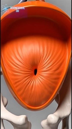 3D Animated Explanation of Menstrual Cycle Anatomy and Physiology #shorts #anatomy