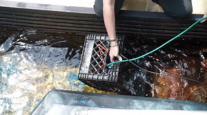 7.3K views · 350 reactions | Did you know beluga whales 'talk' to one...