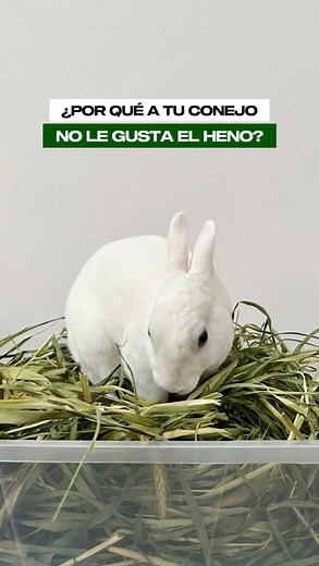 Ya sabías este dato sobre el Heno? 🌾 Es importante variarlo si es que ves que tu conejito no lo está comiendo mucho, ya que es sumamente importante que lo consuma de forma DIARIA 🙌🏻 En @henopituco van a encontrar heno de excelente calidad y tendrán la opción de escoger entre el Heno de Avena regular o el Deluxe 🫶🏻 Así que tienen opción de elegir el que más se acomode a su peludito 🐰 💬 Qué tipo de heno le gusta a tu conejito? #Abuthebunny #HenoPituco #heno #oathay #bunny #bunnystroller #bu
