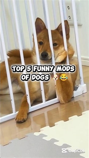 Top 5 funny dog mods 😂✨..!#shorts #funnyvideo #fun #viral#trending... Support 💫@RankattackYT