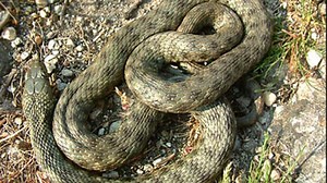 E sezon de imperechere pentru serpi: un barbat din Iasi a fost muscat