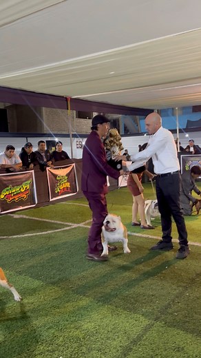 31K views · 767 reactions | EVENTO INTERNACIONAL LIMA “LA GRIS 2” – TRIPLE SHOW ABKC PERÚ  10 ANIVERSARIO  RESULTADOS Honorable Juez: Juan Cortes  磊 Mejor Hembra Standard de 1 a 2 años 磊 Mejor Hembra Standard 磊 Mejor Variedad Standard  Best of Winner  Best Of Breed  Best In Show | Perrero SOY | Facebook