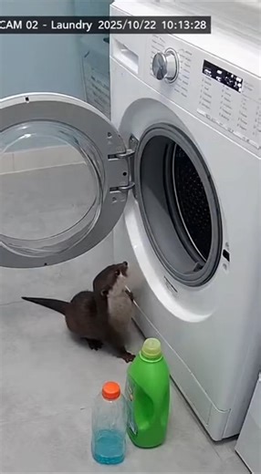 When you want to get everything clean… including yourself! | Animal