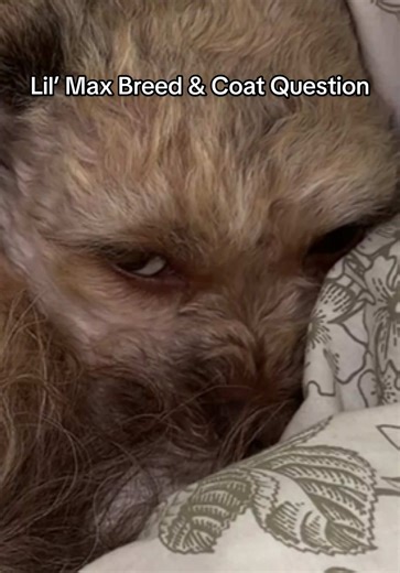 Lil' Max's Unique Coat Stripe: Breed Origins Explained