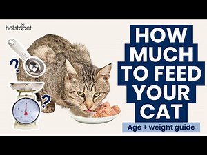 How Much to Feed a Cat Based on Age and Weight