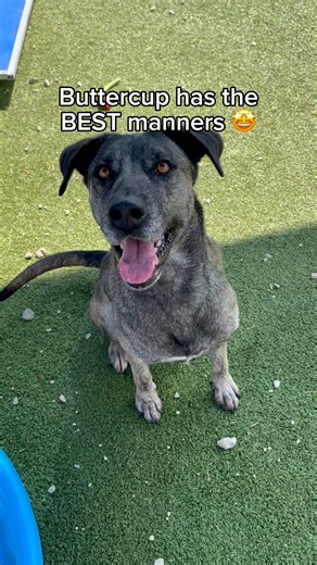 13K views · 803 reactions | Buttercup has the BEST manners!朗 She’s...