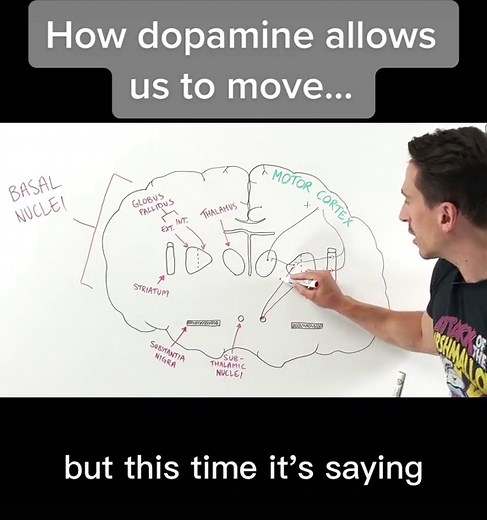 Understanding Dopamine: How It Enables Movement