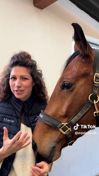 #equineacademy connaître les bonnes notions anatomie de votre cheval