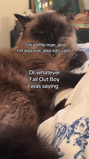 This ain't a scene; it's a goddamned arms race… #falloutboy #catsoftiktok #emo #misheardlyrics #fyp @Fall Out Boy