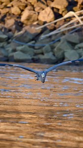 732K views · 10K reactions | Great Blue Heron close flyby | Srikanth Boga Photography | Facebook