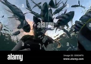 An individual swims through a vibrant ocean, interacting with schools of colorful fish, feeding them, and appreciating the underwater beauty