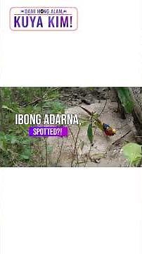 Ibong Adarna, namataang pagala-gala sa Antique?! | Dami Mong Alam, Kuya Kim!