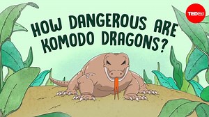 109K views · 1.3K reactions | Forked tongue flickering; sharp, saw-like teeth glimmering; and strong, scaly body stretching up to 3 meters, Komodo dragons are formidable. So, just how dangerous are they? And what should you do if you encounter one in the wild? | TED-Ed | Facebook
