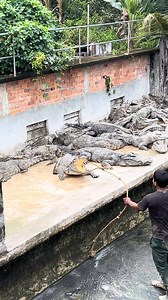 The workers catching the crocodile and move it to the new pool. #virals #crocodile #rope #watching #attack | Crocodile TV