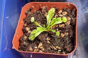 When Do Venus Fly Traps Start Eating?- Feed Baby Venus Flytrap – Venus Flytrap World