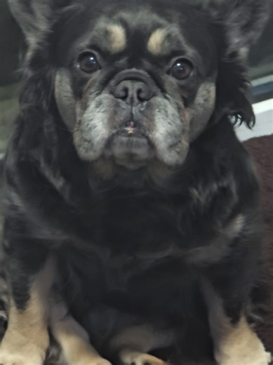 Understanding Unique Sitting Behaviors in Cats